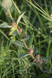 Image result for Vigna pygmaea
