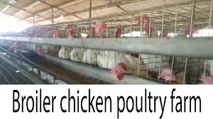 Search and apply for the latest poultry farm jobs. Broiler Chicken Poultry Farm In Karachi How To Produce Eggs Visit Gadap Poultry Farm Eggs Youtube