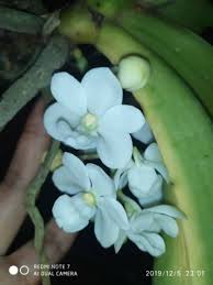 This orchid is unique as some may have up to six leaves as compared to three and four in other wild orchids. Gigantea Orkid Gajah Matang Dan Pernah Berbunga Random Color Shopee Malaysia