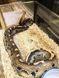 Gorgeous Short Tailed Boa Up For Grabs Magazooreptiles Pet Snake Reptiles And Amphibians Reptiles