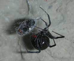 An australian teen rugby player who ate a slug on a dare and became paralyzed eight years ago from rat lungworm disease has died. Image Result For Spider Eating A Fly Spider Eating Spider Spider Guide