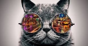 Sebahagian dari gambar kucing ini adalah gambar kucing saya. Gambar Kucing Lucu Kartun Png Kuwcing