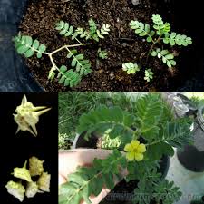 Image result for Tribulus terrestris
