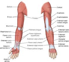 The muscles of the upper arm are responsible for the flexion and extension of the forearm at the elbow joint. Arm Taber S Medical Dictionary