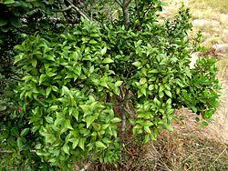 Image result for Pleurostylia capensis