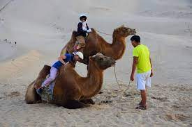Then when they walk it is a long swaying stride. Mongolia Travelling Camels Hiking Trekking And Culture Tours In Mongolia