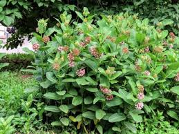 Ваточник сирийский, лекарственное, съедобное растение, медонос