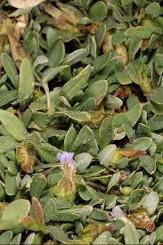 Image result for Blepharis integrifolia