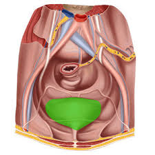 Image result for Bladder Anatomy