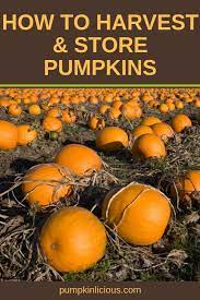 How To Harvest Pumpkins To Yield The Best Crop Pumpkinlicious When To Harvest Pumpkins Growing Pumpkins Pumpkin Garden