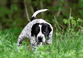 Image result for auvergneský ohař