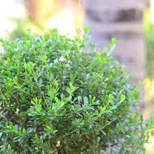 Image result for Freylinia