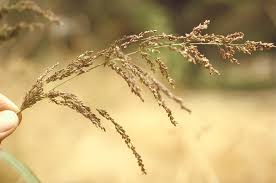 Image result for Panicum pusillum