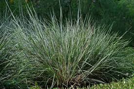 Image result for Schizachyrium jeffreysii