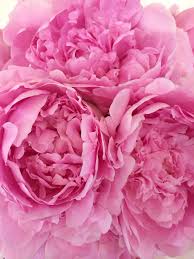 The sale of ito hybrids starts in february planting dates are the same as for other types of peonies: Peonies Survivor Think Pink Pink Flowers Blooming Flowers Peonies