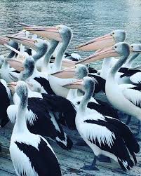 The Sparkling Hippie S Guide To Kangaroo Island Pelican Feeding Kangaroo Island Pelican Australia