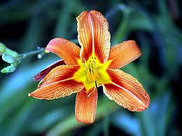 We did not find results for: Hd Fiori A Brosso Wallpapers Peakpx