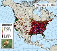 Ruby Throated Hummingbird Migration Comparative Maps