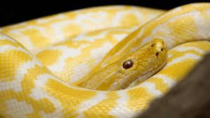 Sonhar com cobra: entenda o que isso significa - RIC Mais