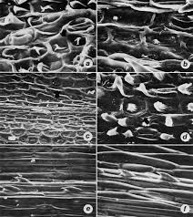 Image result for Elytrophorus globularis