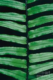 Image result for Ptisana