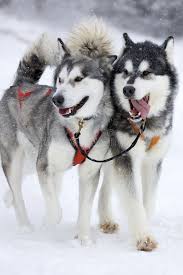 The alaskan malamute is the largest of the arctic dogs. Sleddogs Two Sled Dog Huskys In Harness During Race On Snow In Winter Aff Dog Huskys Sleddogs Sled Harness Ad Ras Anjing Anjing Husky Anjing