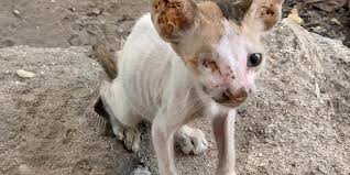 An animal welfare group, life conservationist association, estimated more than 1.2 million animals not adopted from shelters have been put down since last year, 12.38 percent of the 64,276 animals in public shelters were euthanised, according to official statistics. Stray Cats And Dogs Are Starving To Death In Dubai Open Letter To Dubai Municipality And Local Authorities Sign The Petition To Support Oipa