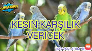 Skachat Besplatno Pesnyu Yavru Muhabbet Kusu Sesi V Mp3 I Bez Registracii Mp3hq Org