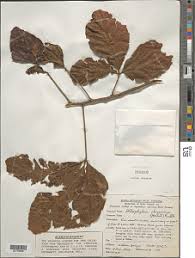 Image result for Allophylus abyssinicus