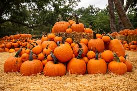 Why do we love pumpkin season so much? NWP, follow News Without Politics, amazing unbiased news source, fall, pumpkins