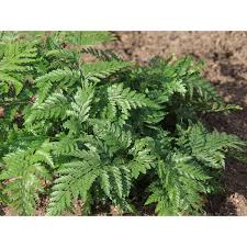 Davallia trichomanoides, also known as the black rabbitâ€™s foot. Davallia Trichomanoides