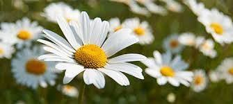 Image result for Chrysanthellum