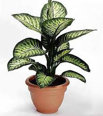 Dumb Cane Plant Deadly Plants Plants