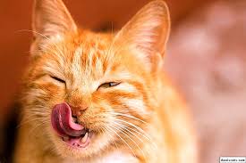 Kedi Bir Kopek Gibi Nefes Alir Dilini Cikarir Nedenleri Ve Ne Yapmasi