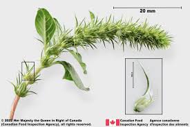 Image result for Sesamum parviflorum