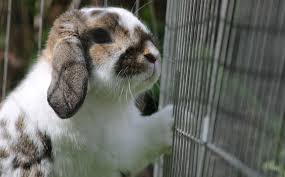 Natural ways to protect your garden from hungry rabbits. Dammann S Garden Company How To Keep Rabbits Out Of Your Garden
