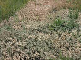 Image result for Glinus lotoides