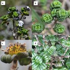 Image result for Paraknoxia parviflora