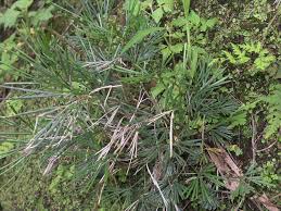 Image result for Actiniopteris