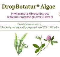Algae Plant Extract Raw Material Phyllacantha Fibrosa Extract Pure Marine  Essence