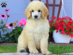 Please take a look at our female standard poodles & their puppies for sale. Standard Poodle Puppies For Sale Greenfield Puppies