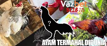 Agen Sabung Ayam Online Di 2020 Ayam Dunia