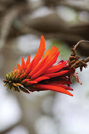 Image result for Erythrina lysistemon