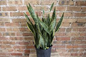 Image result for Uvaria laurentii