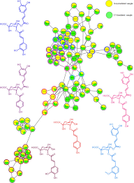 Image result for Viscum combreticola