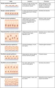 Epithelial Tissue Anatomy And Physiology