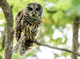 Due to a range of climate types present, a patchwork of unique habitat types occur, which contribute to its biodiversity and level of endemism. Owl Types And A Z Owl Species List