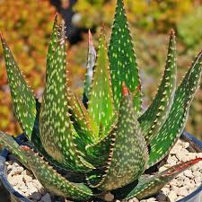 Image result for Aloe veseyi