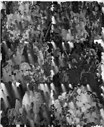 Image result for Mikania sagittifera