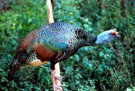 Weighted average is the average of a set of numbers, each with different associated weights or values. Ocellated Turkey Wikipedia